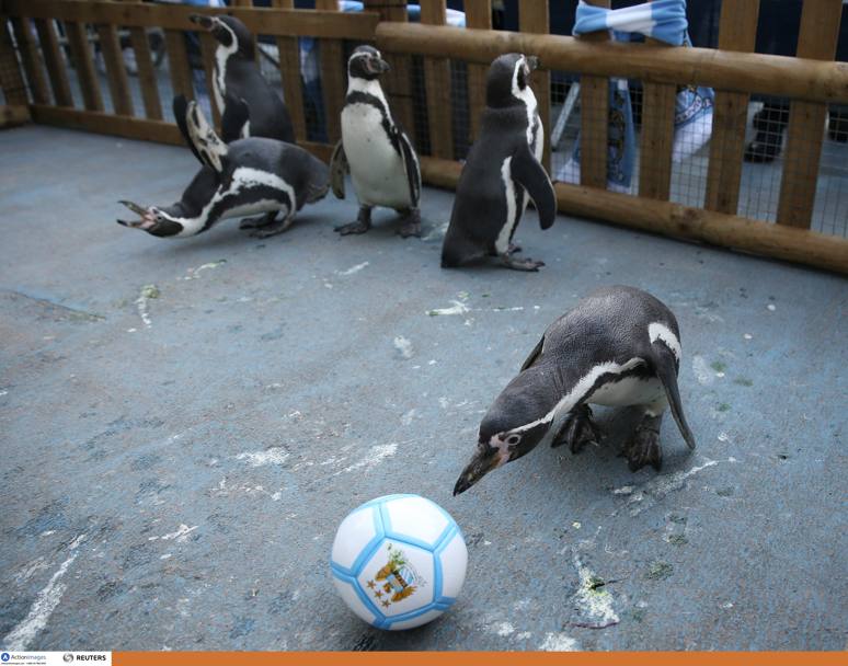Un pinguino gioca con il pallone: sar un tifoso del  Manchester City? (Action Images) 
